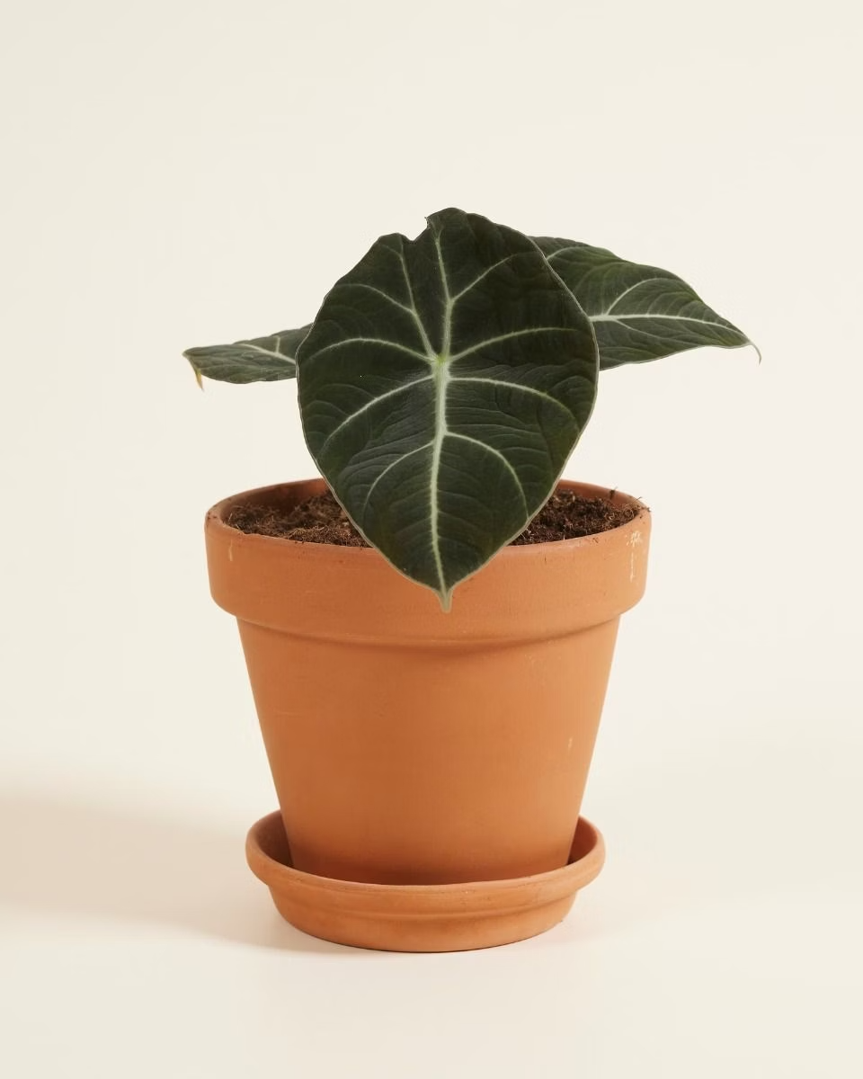Alocasia Reginula Black Velvet نبات داخلي ألوكاسيا