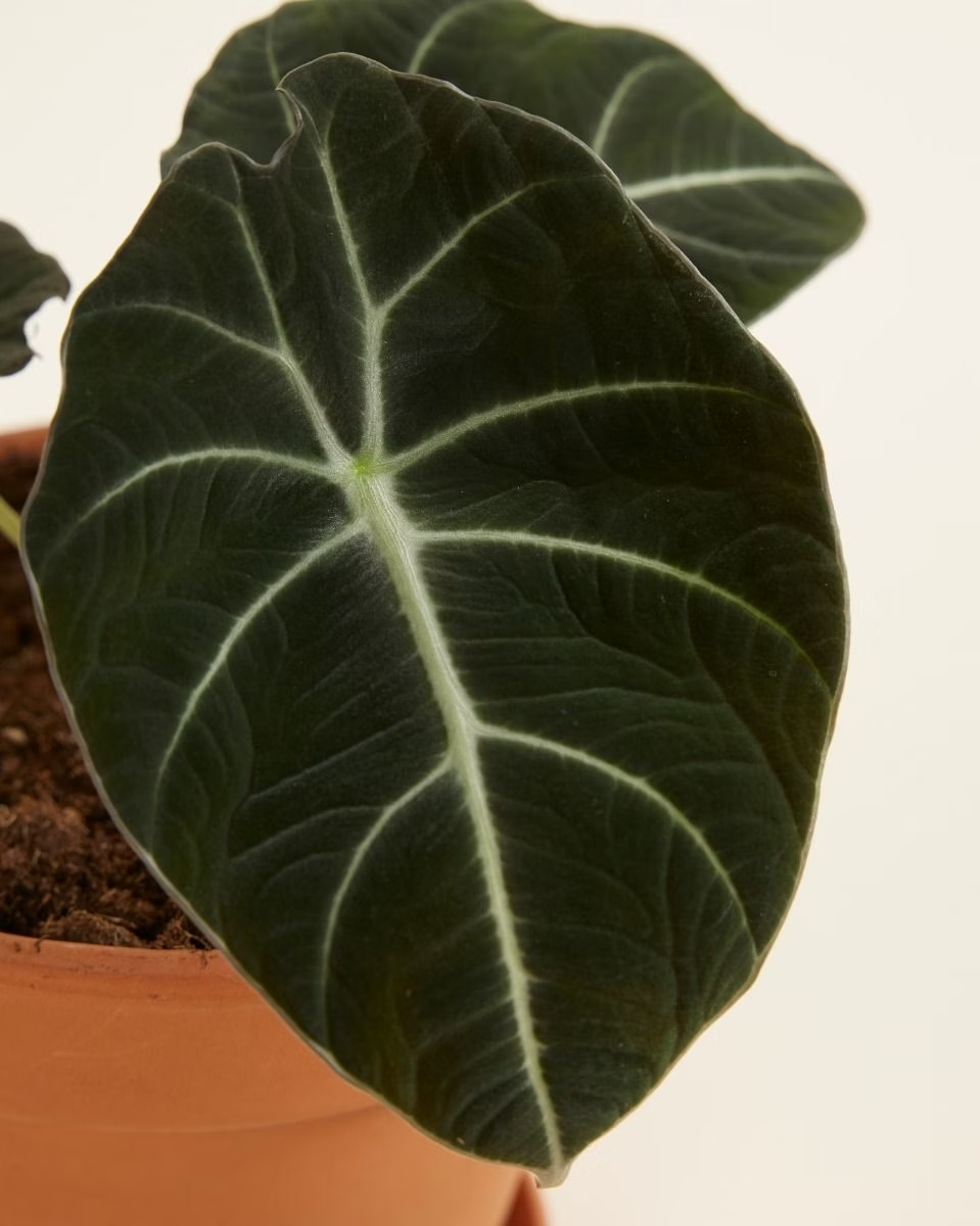 Alocasia Reginula Black Velvet نبات داخلي ألوكاسيا