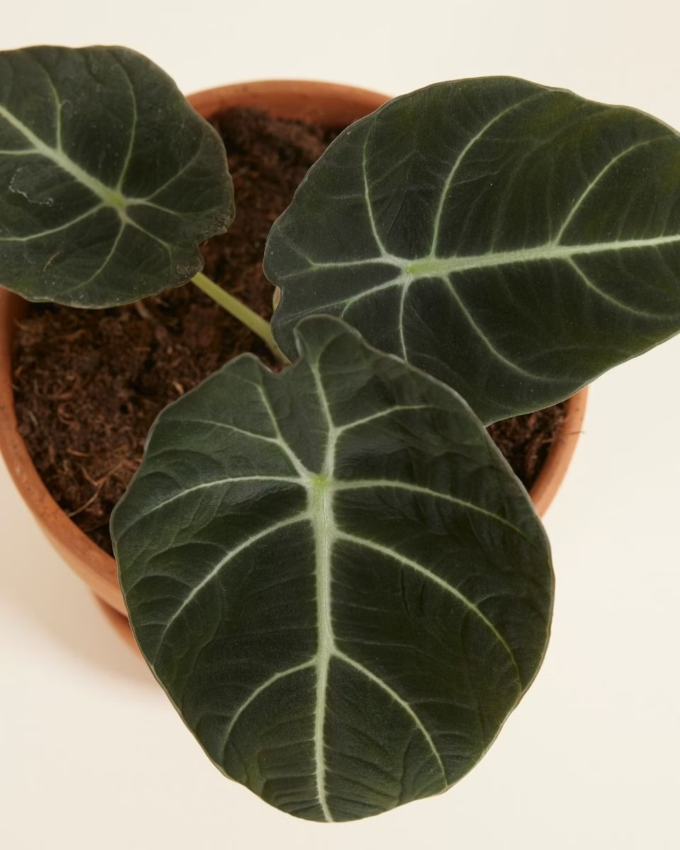 Alocasia Reginula Black Velvet نبات داخلي ألوكاسيا