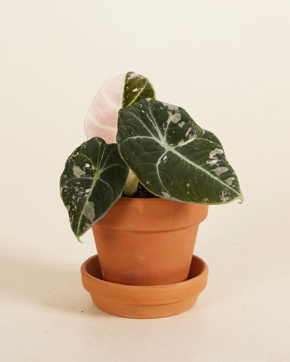 Baby Alocasia Black Velvet Pink Albo Variegated ألوكاسيا مبرقش