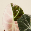 Baby Alocasia Black Velvet Pink Albo Variegated (B-grade) ألوكاسيا مبرقش