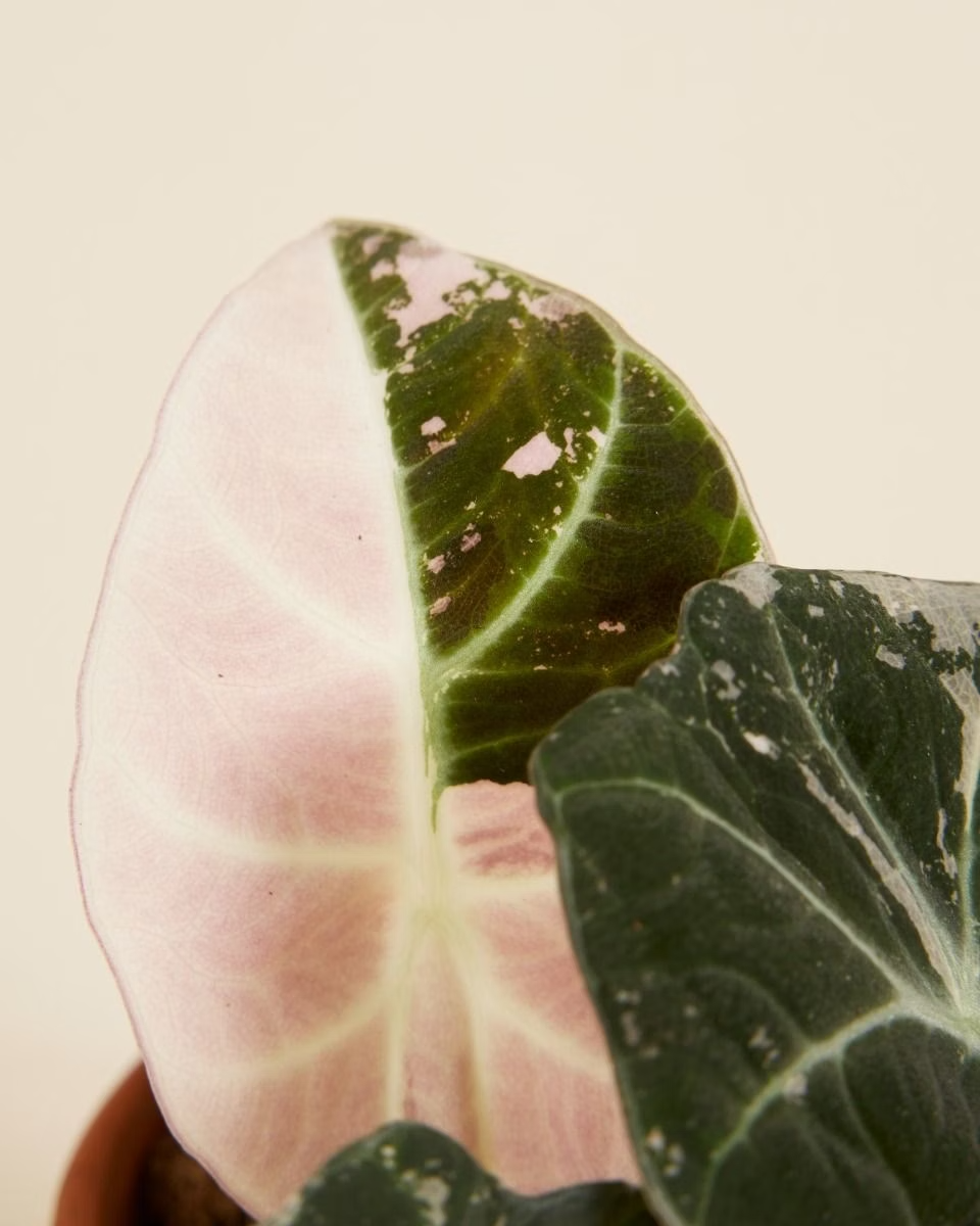 Baby Alocasia Black Velvet Pink Albo Variegated ألوكاسيا مبرقش