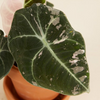 Baby Alocasia Black Velvet Pink Albo Variegated (B-grade) ألوكاسيا مبرقش