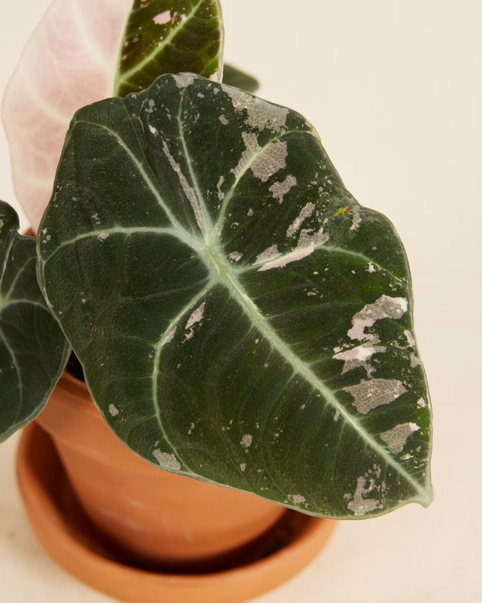 Baby Alocasia Black Velvet Pink Albo Variegated ألوكاسيا مبرقش