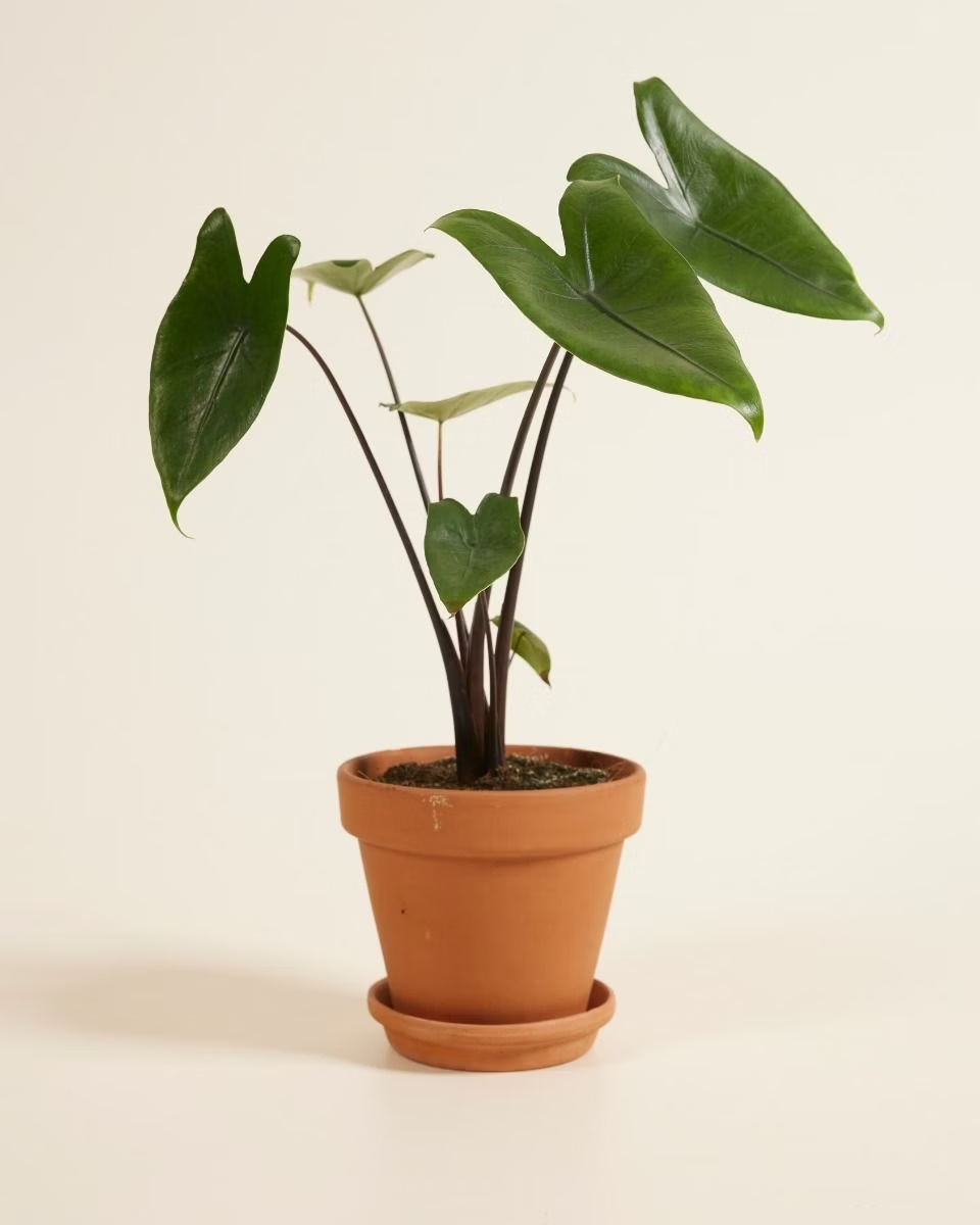 Alocasia Black Zebrina  ألوكاسيا بلاك زيبراينا