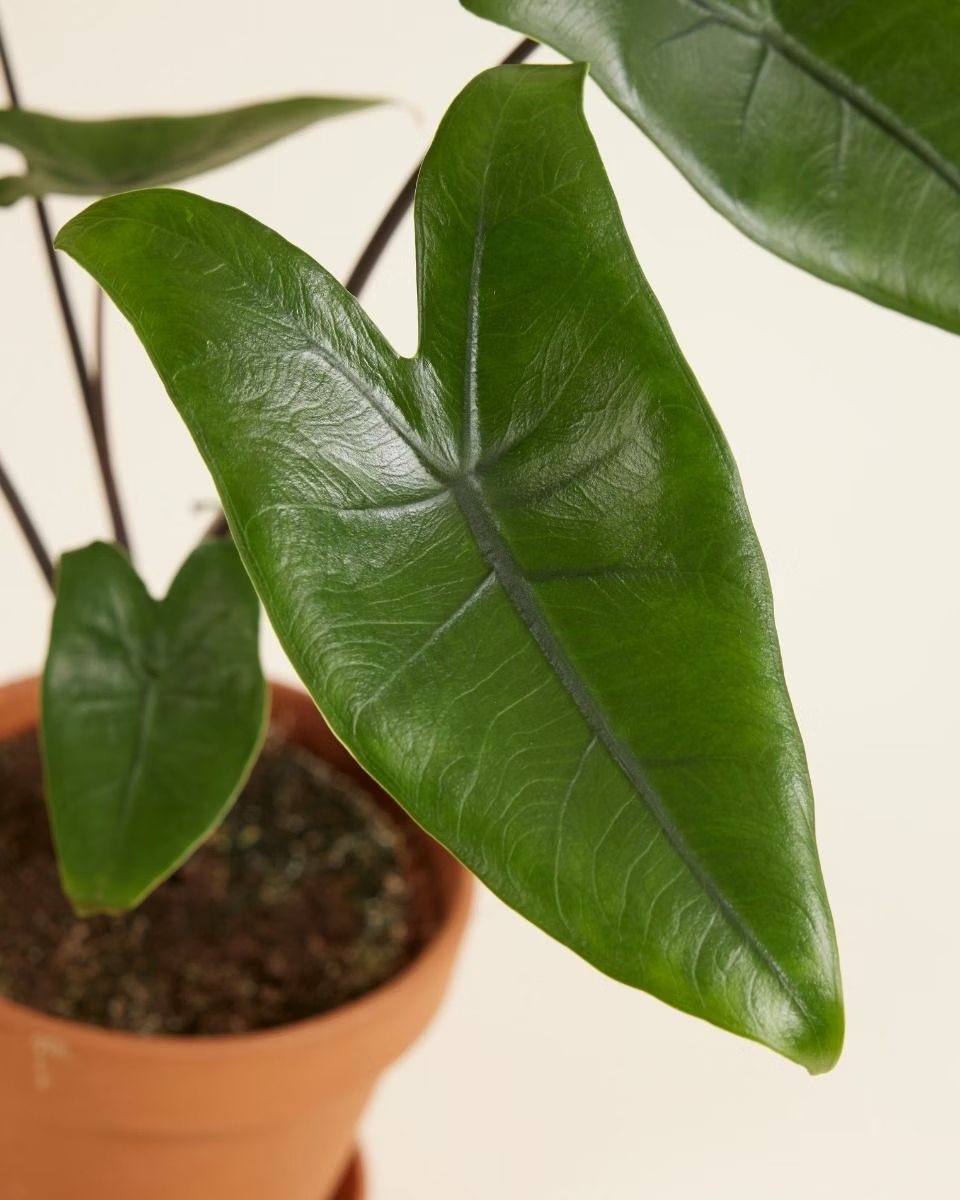 Alocasia Black Zebrina  ألوكاسيا بلاك زيبراينا