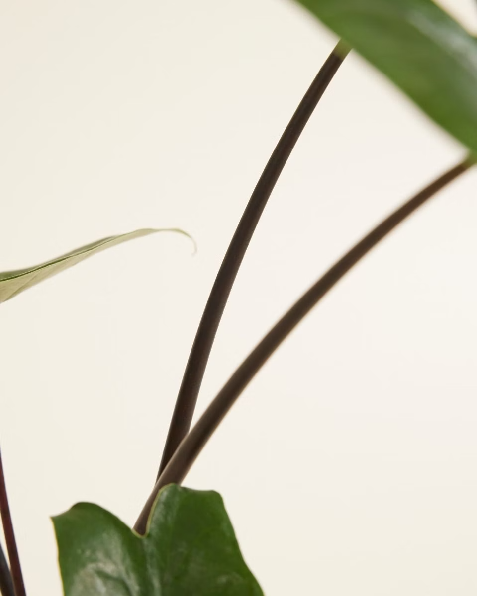 Alocasia Black Zebrina  ألوكاسيا بلاك زيبراينا