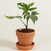 Baby Alocasia Brancifolia Pink Passion ألوكاسيا