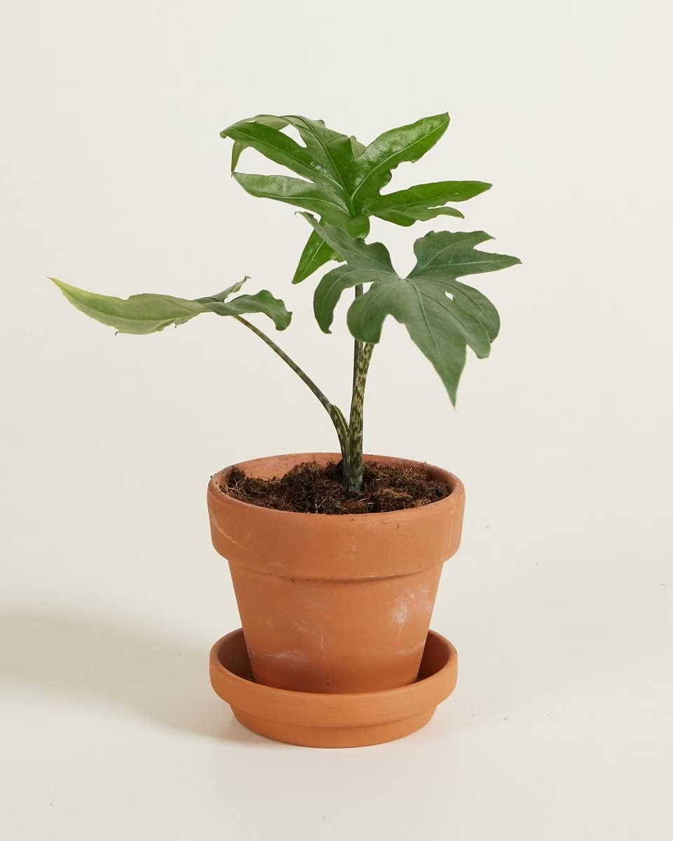 Baby Alocasia Brancifolia Pink Passion ألوكاسيا