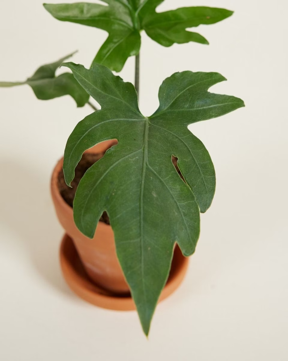Baby Alocasia Brancifolia Pink Passion ألوكاسيا