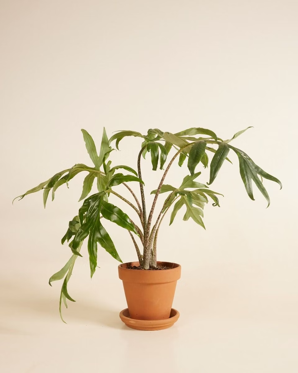 Alocasia Brancifolia Pink Passion ألوكاسيا نبات داخلي