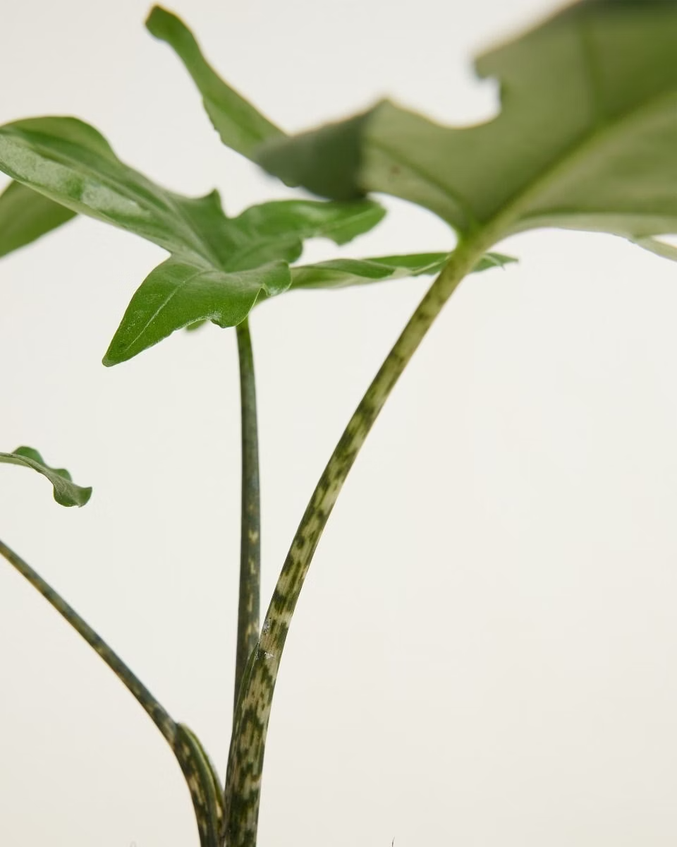 Baby Alocasia Brancifolia Pink Passion ألوكاسيا