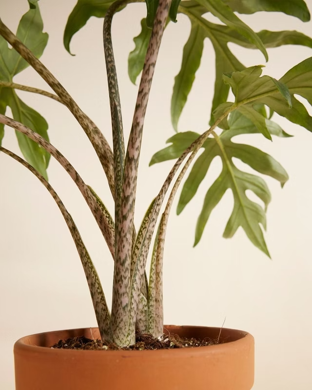 Alocasia Brancifolia Pink Passion ألوكاسيا نبات داخلي