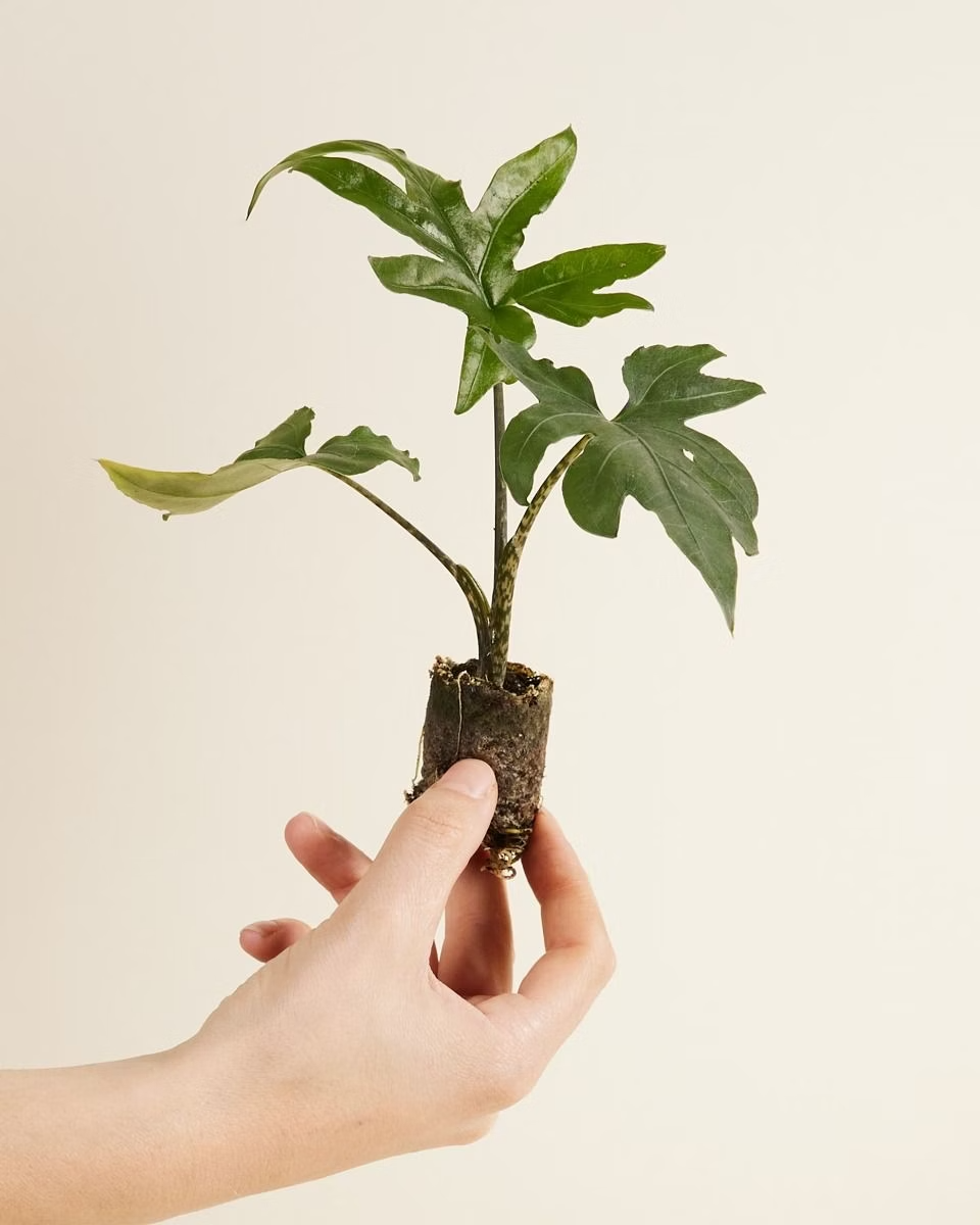 Baby Alocasia Brancifolia Pink Passion ألوكاسيا