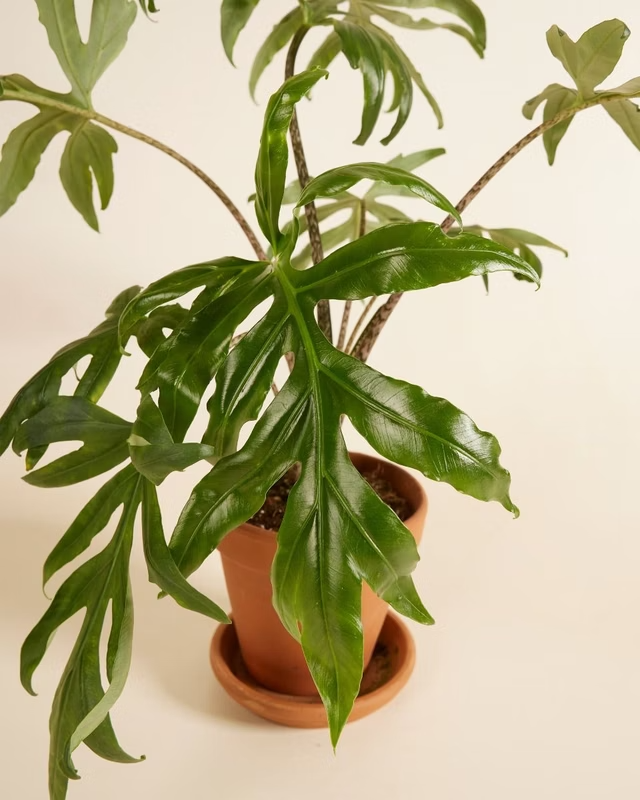 Alocasia Brancifolia Pink Passion ألوكاسيا نبات داخلي