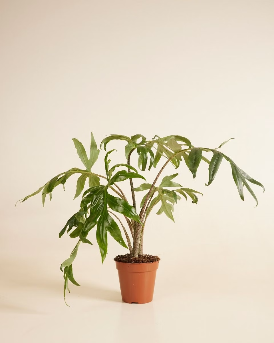 Alocasia Brancifolia Pink Passion ألوكاسيا نبات داخلي