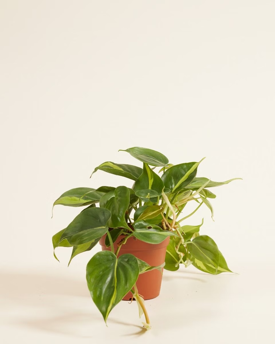 Philodendron Brasil فيلوديندرون برازيل