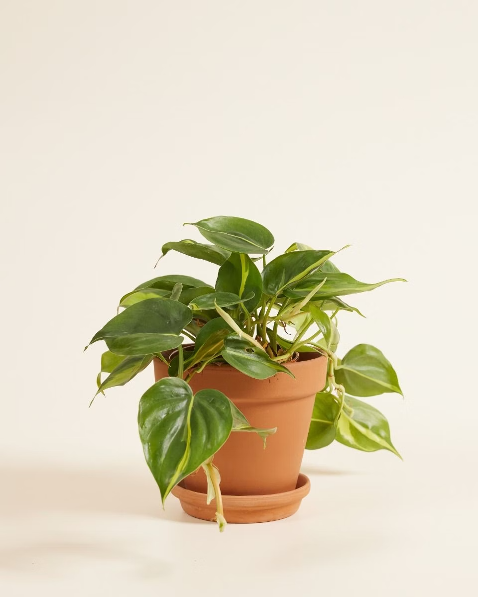 Philodendron Brasil فيلوديندرون برازيل