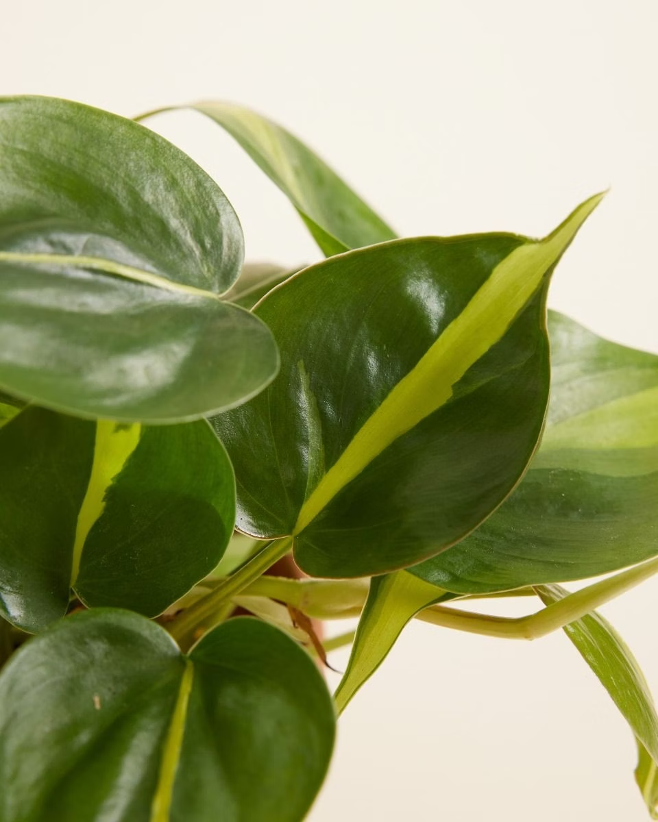 Philodendron Brasil فيلوديندرون برازيل