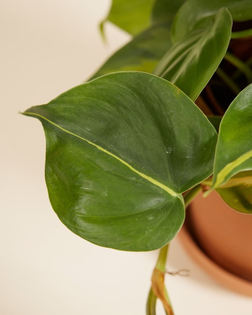 Philodendron Brasil فيلوديندرون برازيل