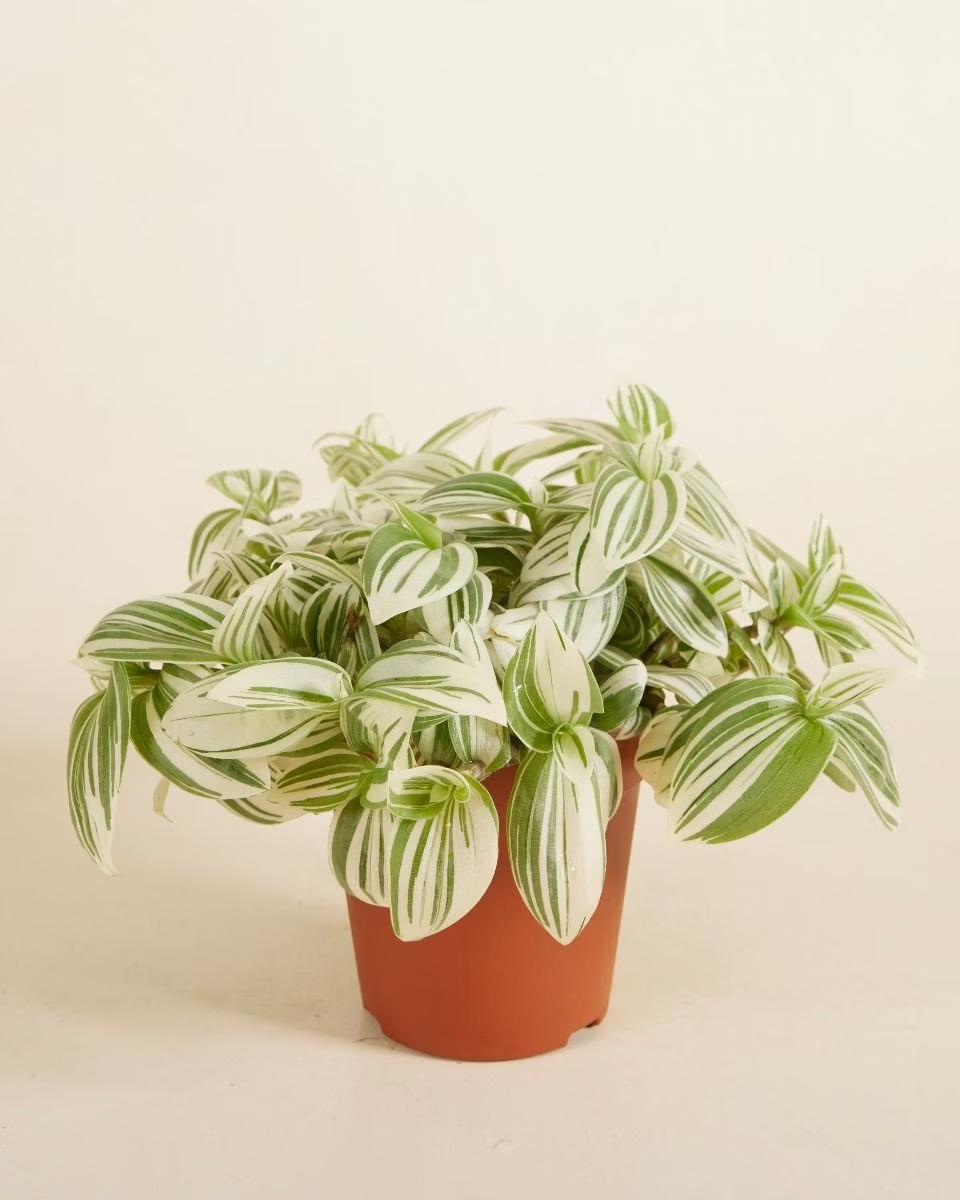 Tradescantia Brightness (Fantasy Venice)