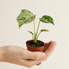 Baby Monstera Monstera (Swiss Cheese Plant)(Swiss Cheese Plant)