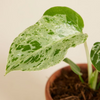 Baby Monstera Monstera (Swiss Cheese Plant)(Swiss Cheese Plant)