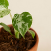 Baby Monstera Monstera (Swiss Cheese Plant)(Swiss Cheese Plant)