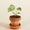 Baby Monstera Monstera (Swiss Cheese Plant)(Swiss Cheese Plant)
