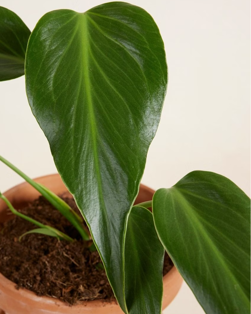 Monstera Burle Marx Flame مونستيرا فليم