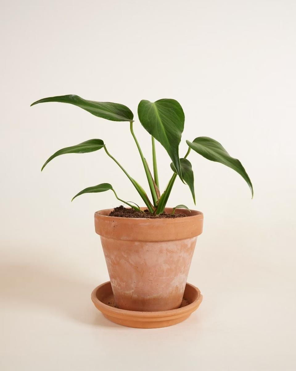 Monstera Burle Marx Flame مونستيرا فليم