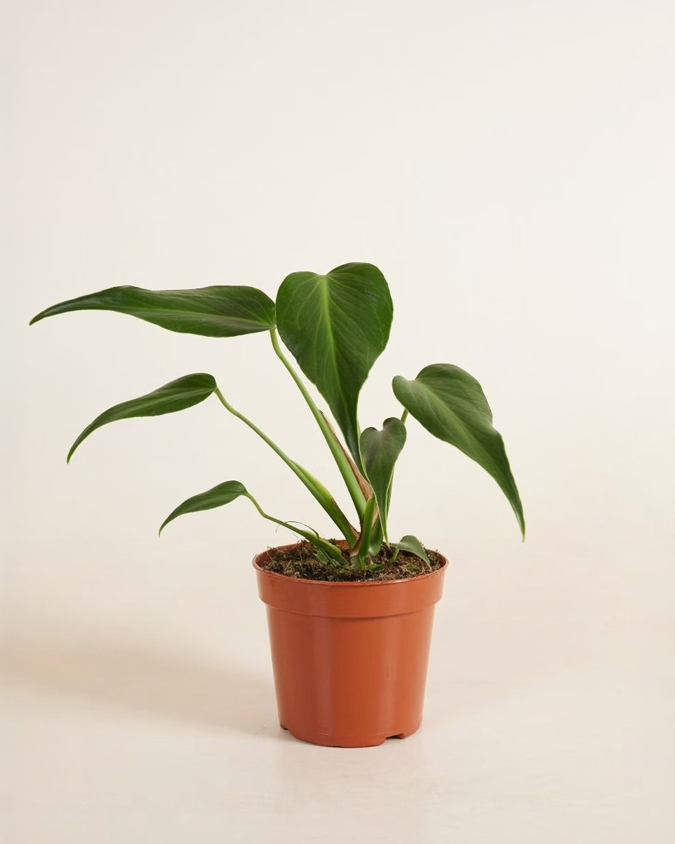 Monstera Burle Marx Flame مونستيرا فليم