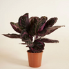 Calathea Roseopicta Surprisestar