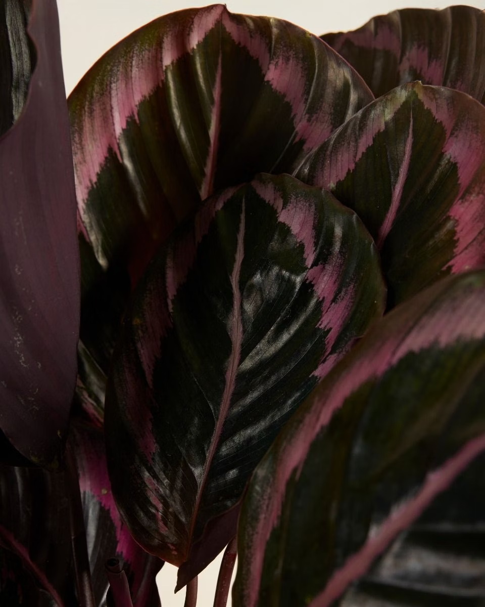 Calathea Roseopicta Surprisestar