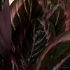 Calathea Roseopicta Surprisestar