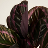 Calathea Roseopicta Surprisestar