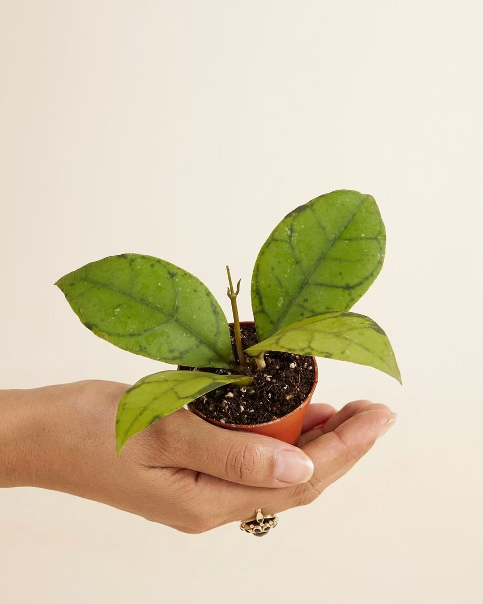 Baby Hoya Callistophylla