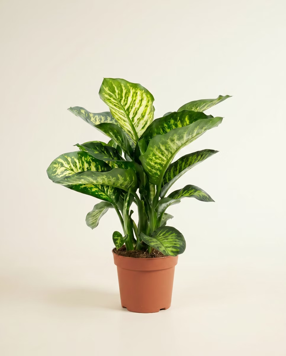 Dieffenbachia Camilla (Dumb cane)