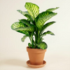 Dieffenbachia Camilla (Dumb cane)
