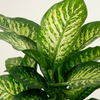 Dieffenbachia Camilla (Dumb cane)