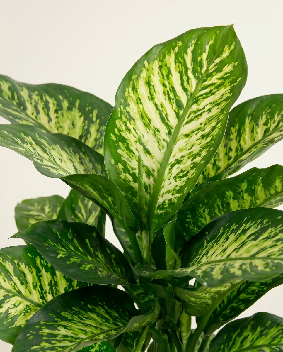 Dieffenbachia Camilla (Dumb cane)