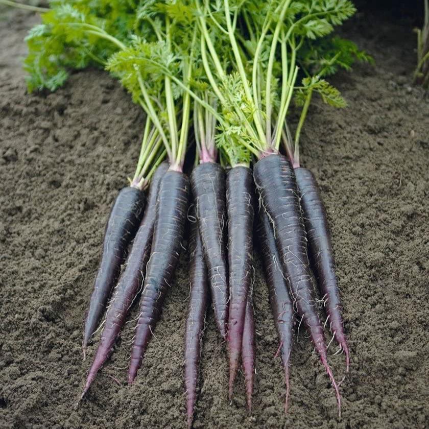 Carrot Black Nebula - supplier photo
