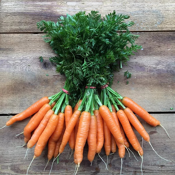 Carrot Scarlet Nantes - supplier photo