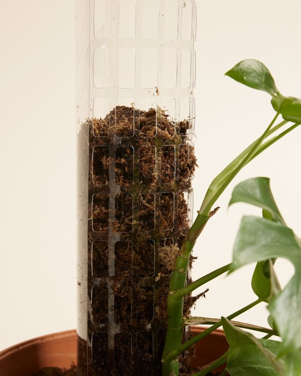 Transparent Moss Pole عمود للتسلق