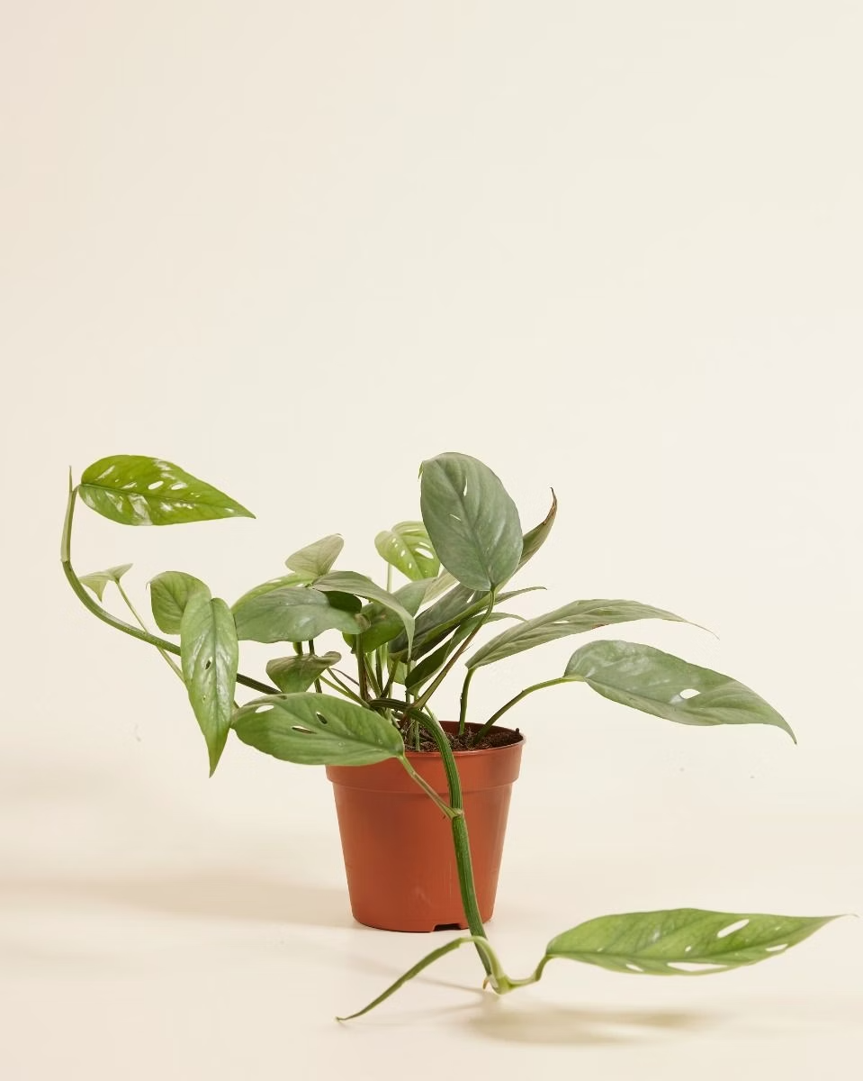 Epipremnum Cebu Blue