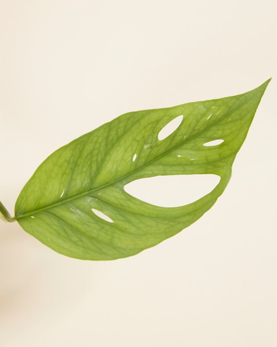 Epipremnum Cebu Blue