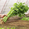 Celery Kintsai Dark Green - supplier photo