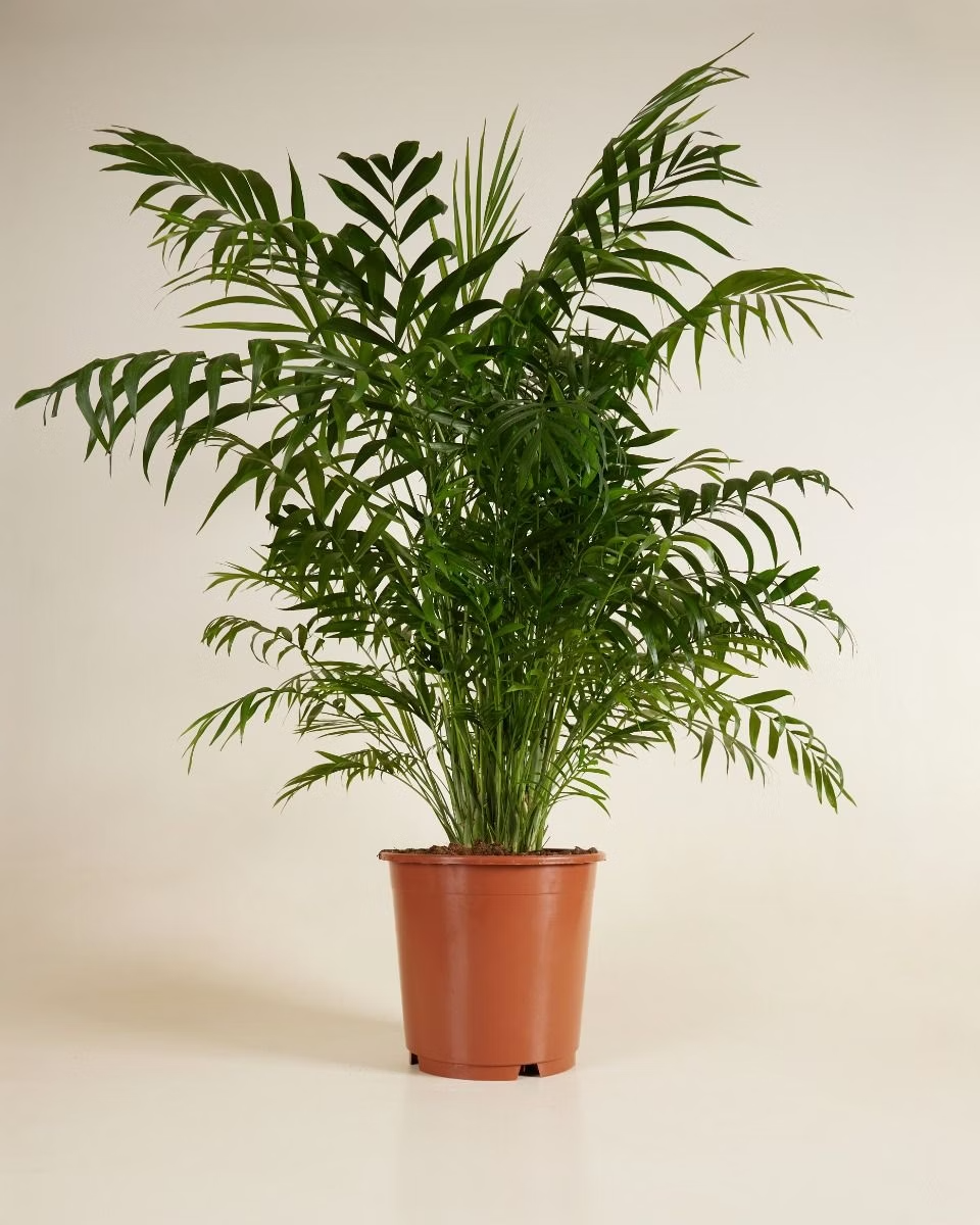 Chamaedorea Elegans