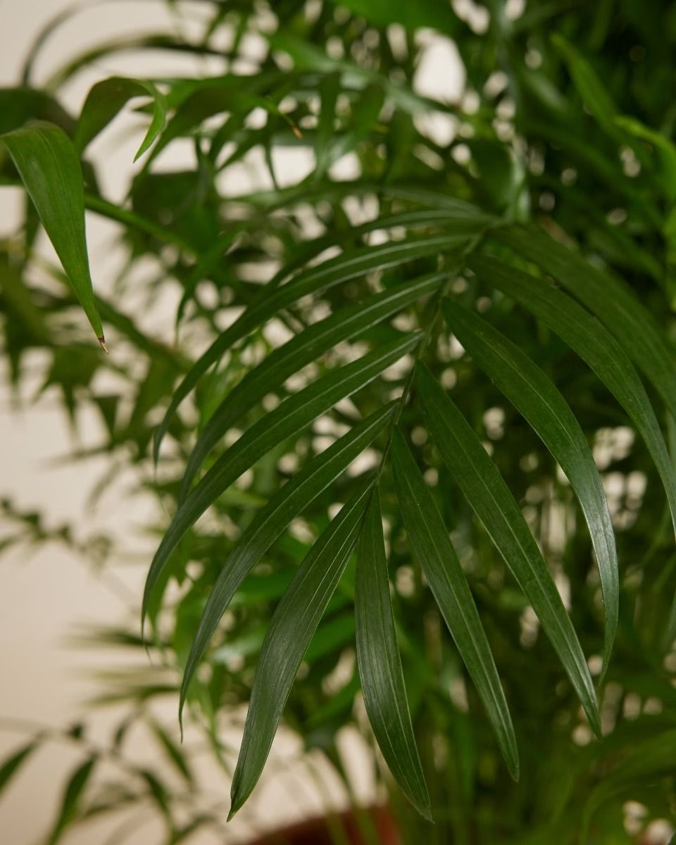 Chamaedorea Elegans