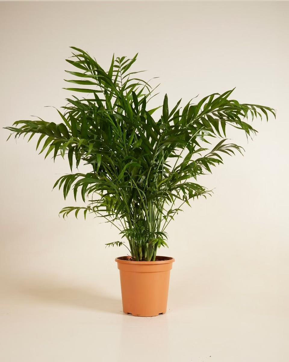 Chamaedorea Elegans (Parlour Palm)